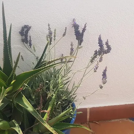 דירה Residential Oasis 25 *